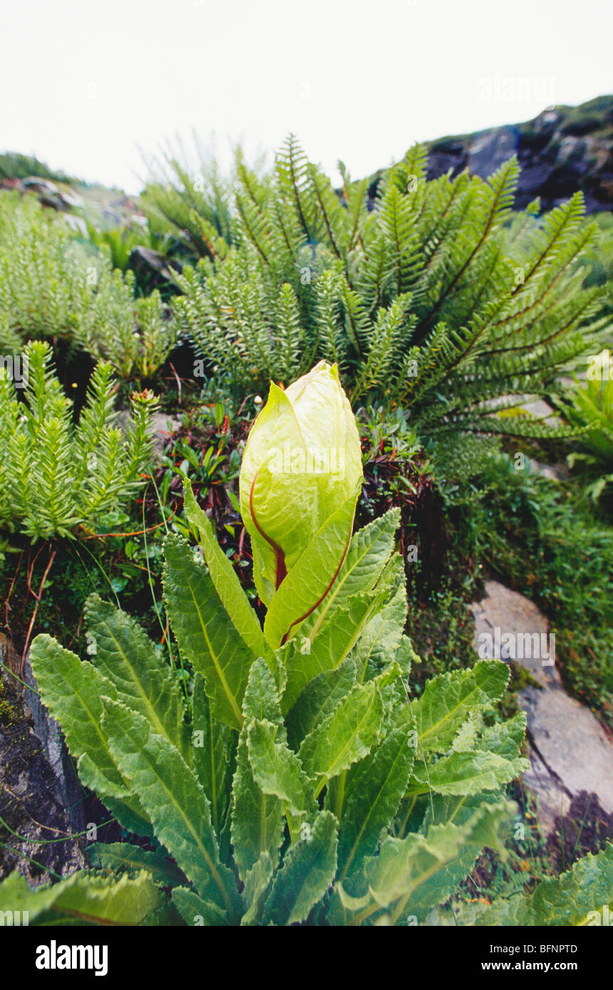 AAD 62853 : Brahma kamal ; natura ; trekking a Hemkund ; della valle dei fiori ; Uttaranchal ; India Foto Stock