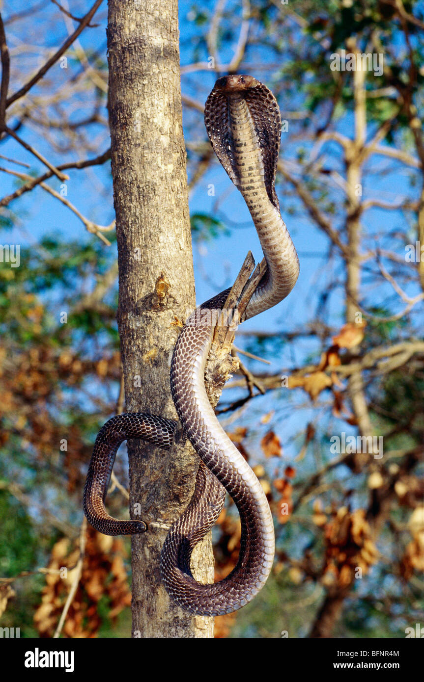 Snake Cobra aprire il cofano su albero Gir Parco Nazionale di Gujarat India Foto Stock