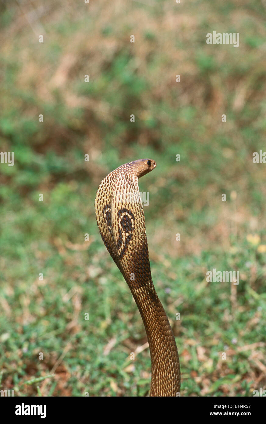 MAA 60440 : rettili ; snake Indian spectacled cobra naja naja con cappa aperta Foto Stock