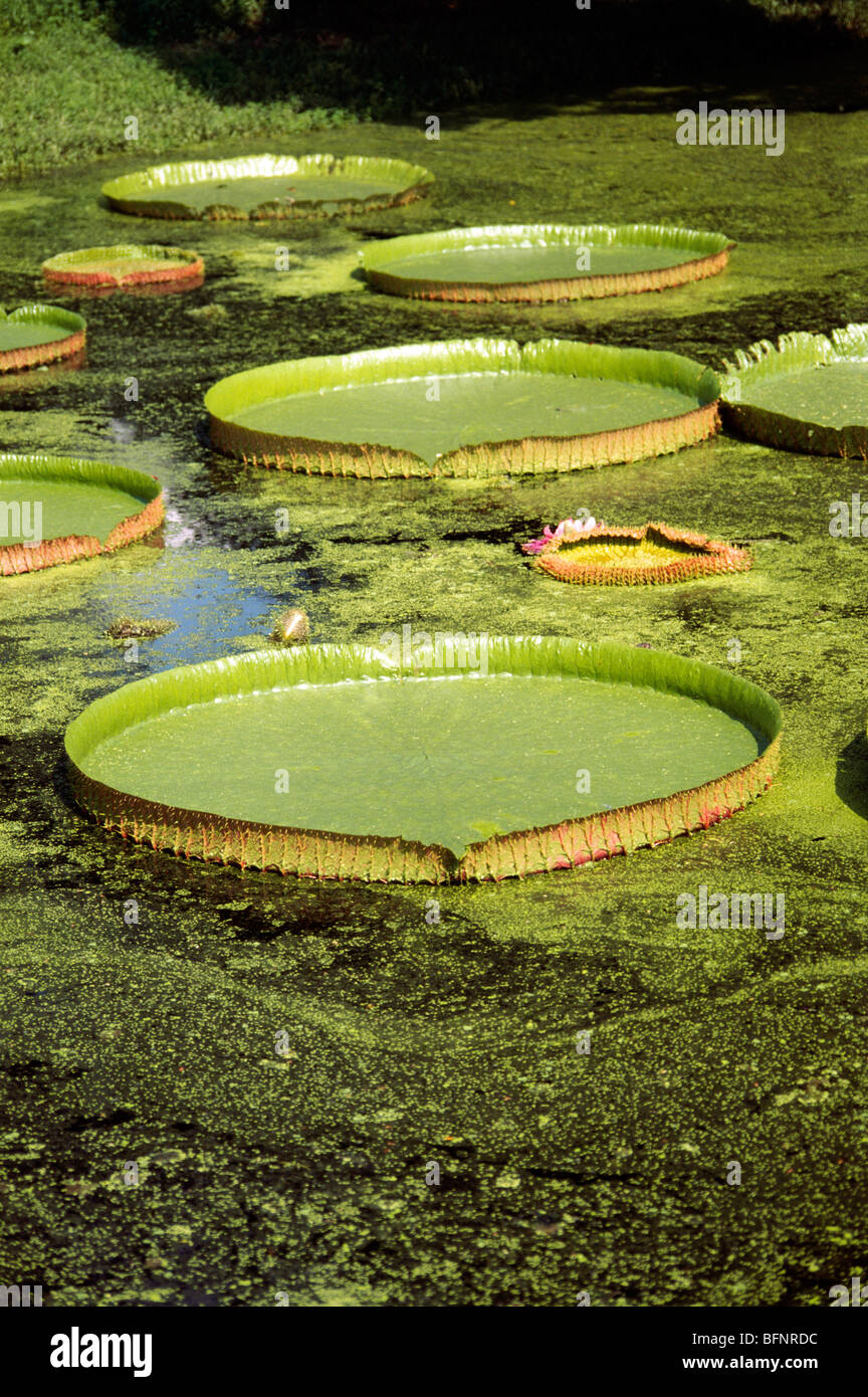 Pianta galleggiante di giglio d'acqua; Victoria Amazonica; Acharya Jagadish Chandra Bose Giardino Botanico Indiano; Calcutta; kolkata; Bengala Occidentale; India; asia Foto Stock