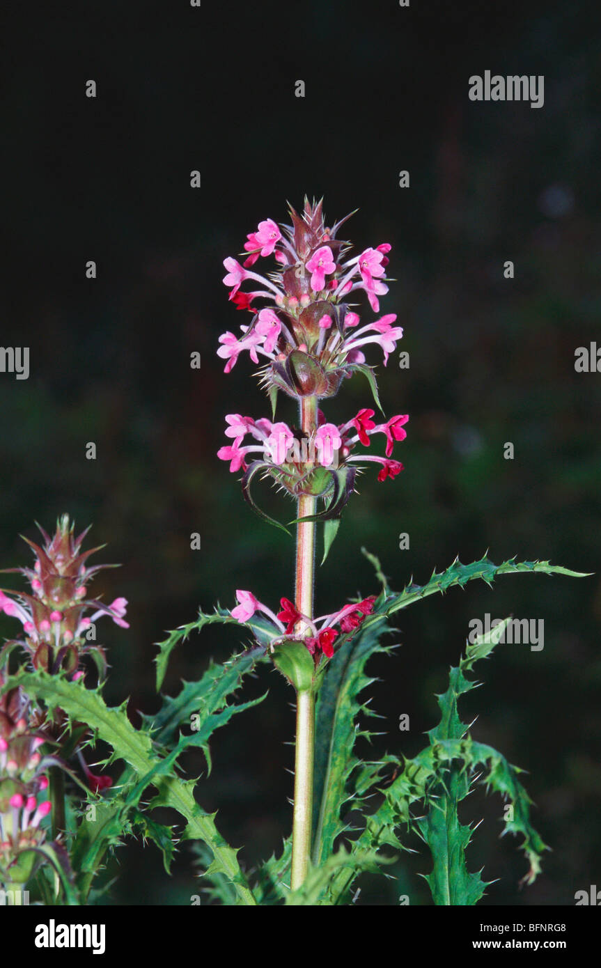 Valle dei Fiori ; Morina Longifolia himalayana ; morina a 4000 metri di lievito ; Ghangaria ; Ghobind Ghat ; Chamoli ; Uttarakhand ; India ; Asia Foto Stock