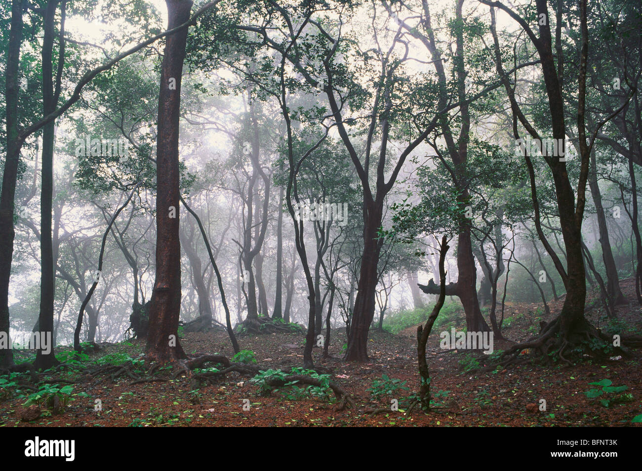 Stazione di collina ; Foresta in nebbia ; Matheran ; Ghat occidentale ; Maharashtra ; India ; asia Foto Stock