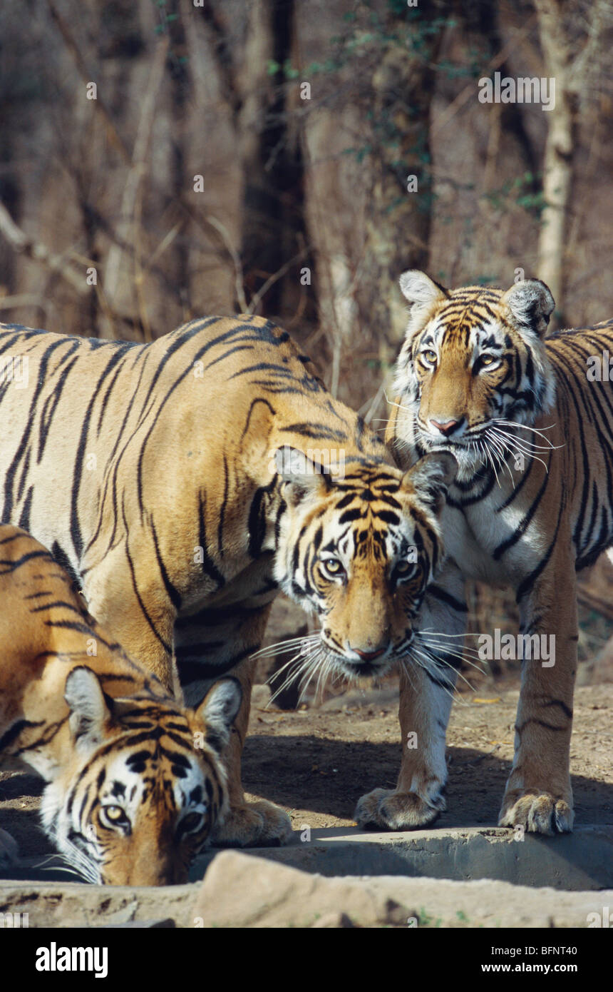 Tre tigri ; Parco Nazionale di Ranthambore ; Santuario Naturale di Ranthambhore ; ‎Sawai Madhopur ; Rajasthan ; India ; Asia Foto Stock