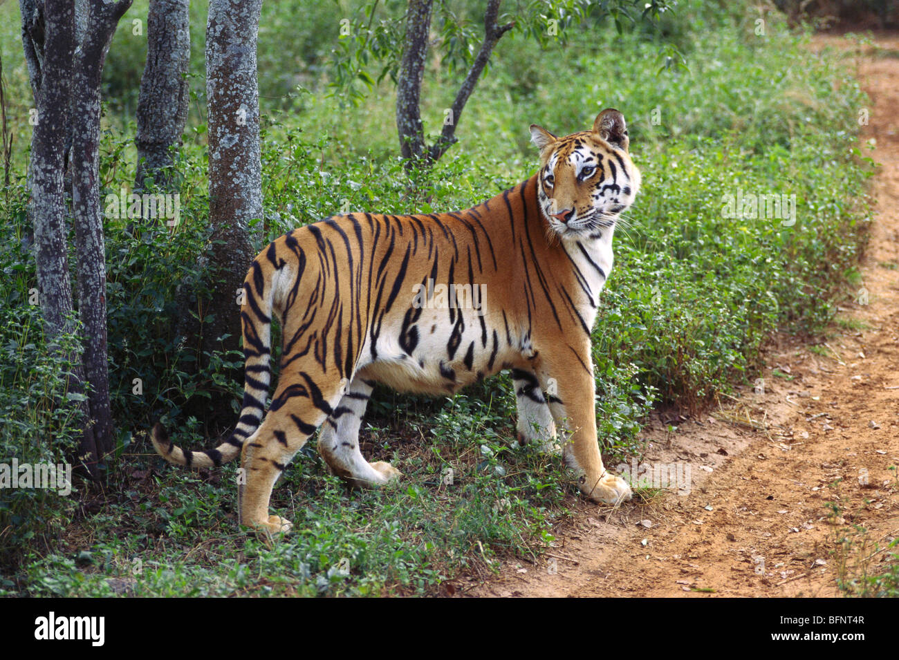 Tigre che guarda indietro; Parco Nazionale di Bannerghatta; Bangalore; Karnataka; India; asia Foto Stock