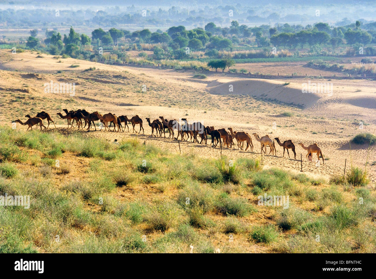 Caravan di cammello; gregge di cammello; treno di cammello; mandria di cammello; fiera di Pushkar; Rajasthan; India; asia Foto Stock