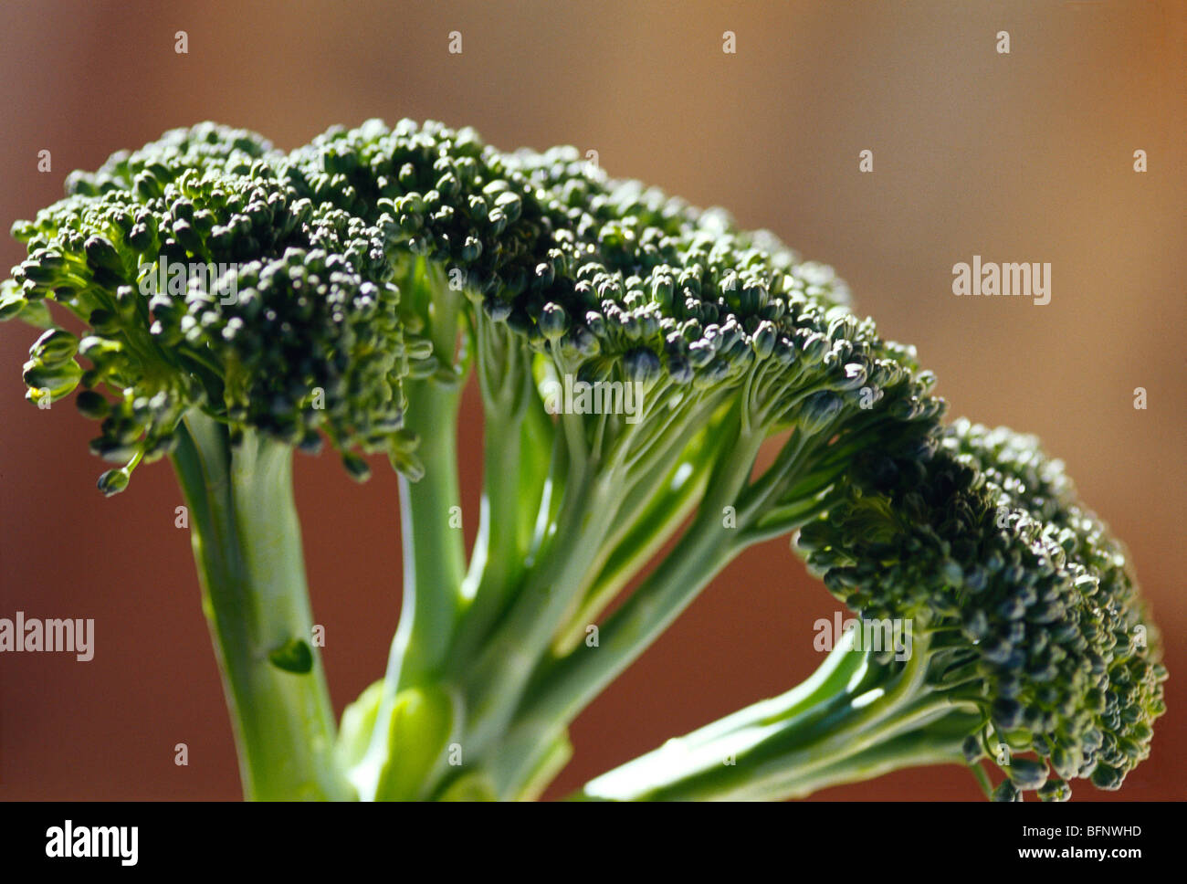 Broccoli vegetali; Rajkot; Gujarat; India; asia Foto Stock