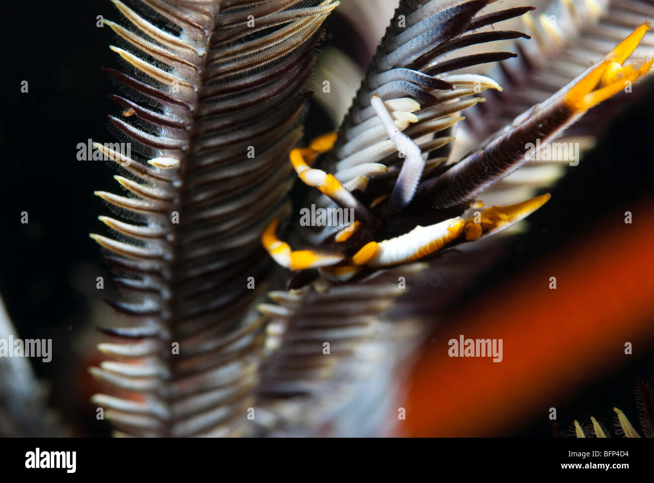 Crinoide squat lobster Foto Stock