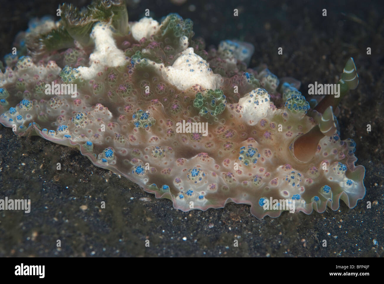 Nudibranch Dendrodoris tuberculosa Foto Stock