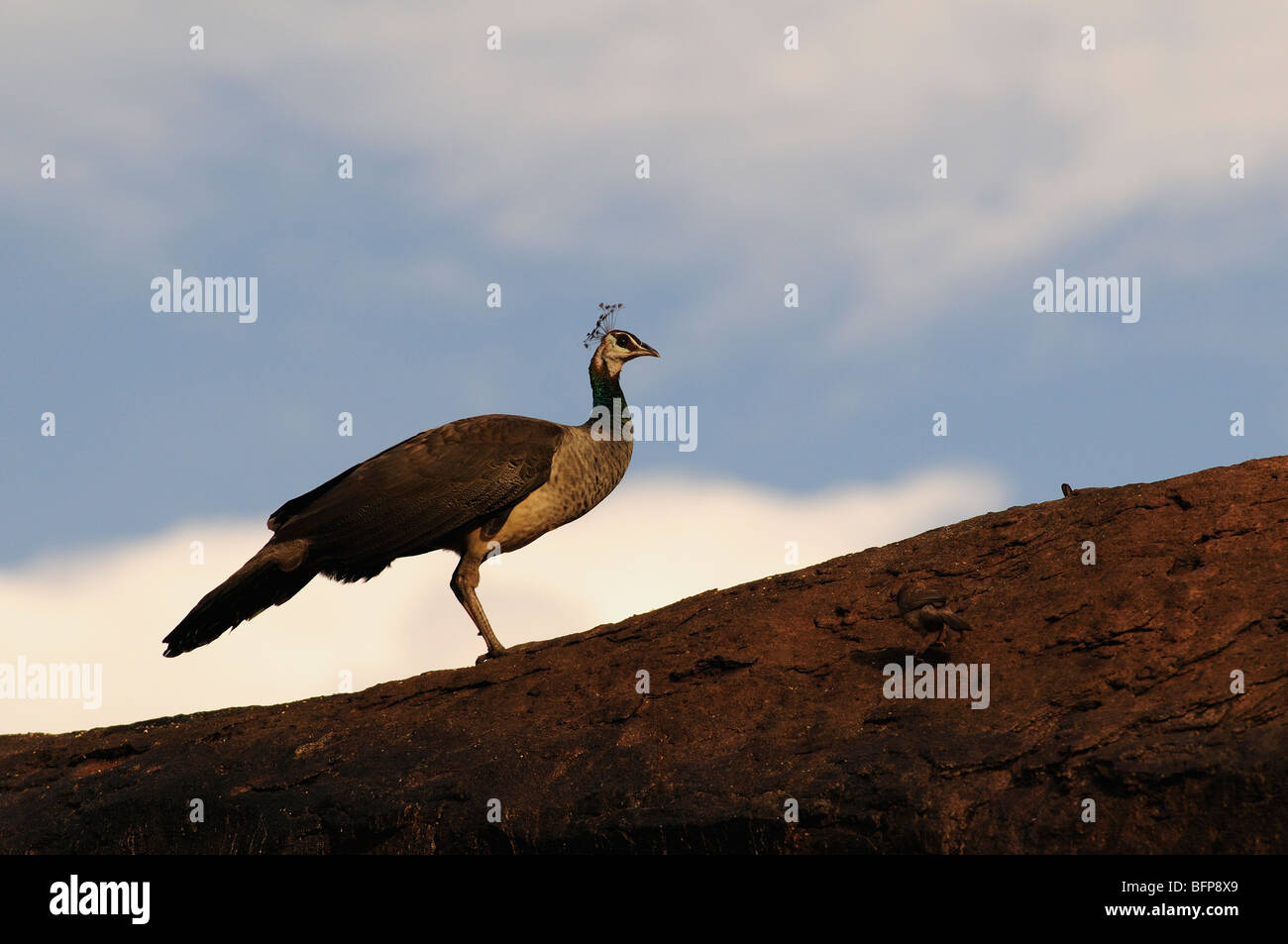 Peafowl indiano; Pavo cristatus; Comune Peafowl; Peafowl blu; Foto Stock