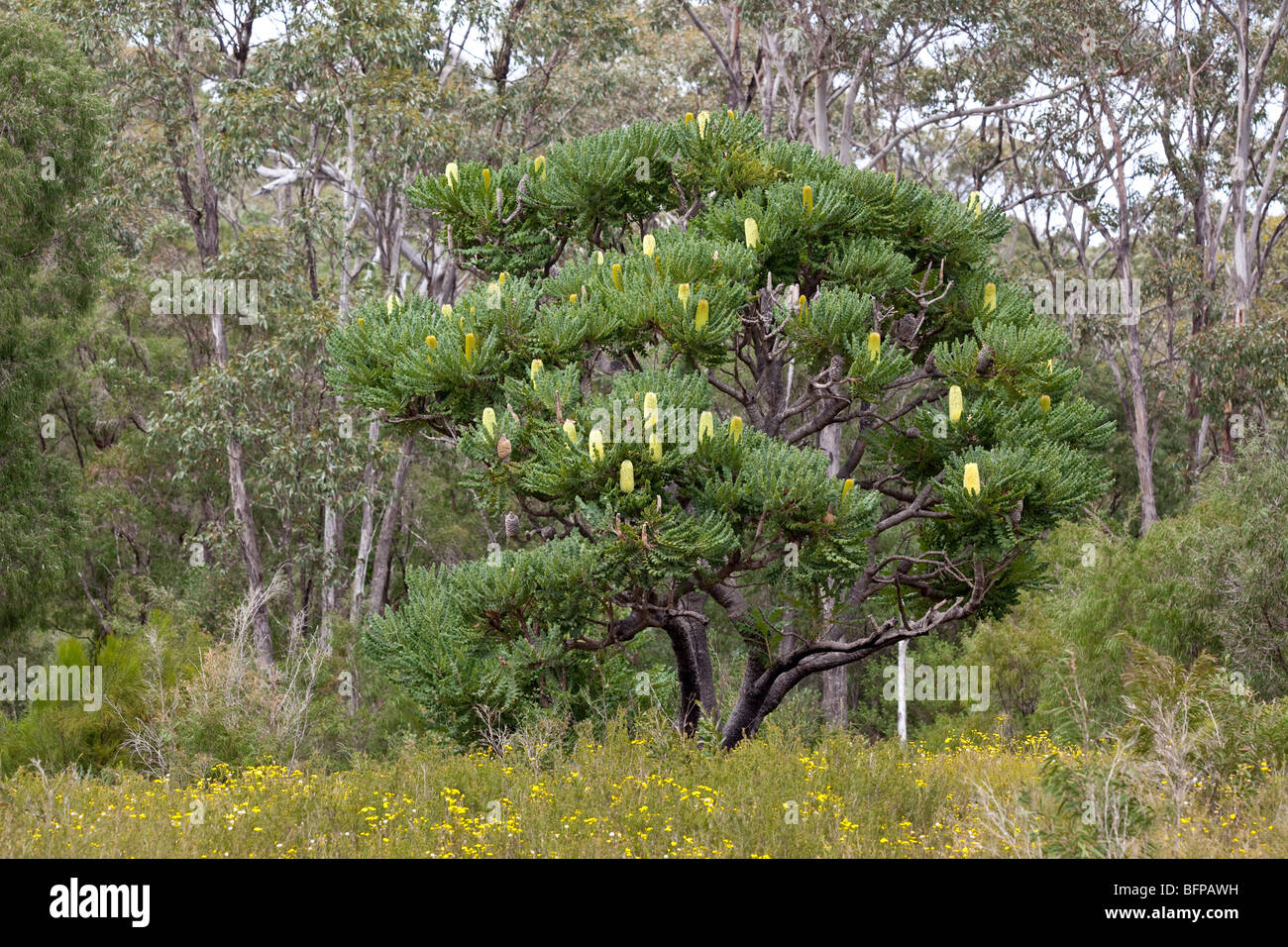 Bull Banksia, Giant Banksia, Banksia grandis, Australia occidentale Foto Stock