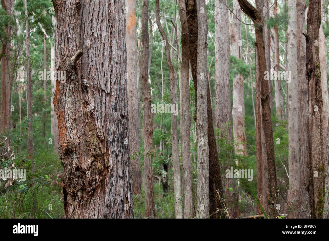 Tingle Tree Forest, Walpole, Australia occidentale Foto Stock