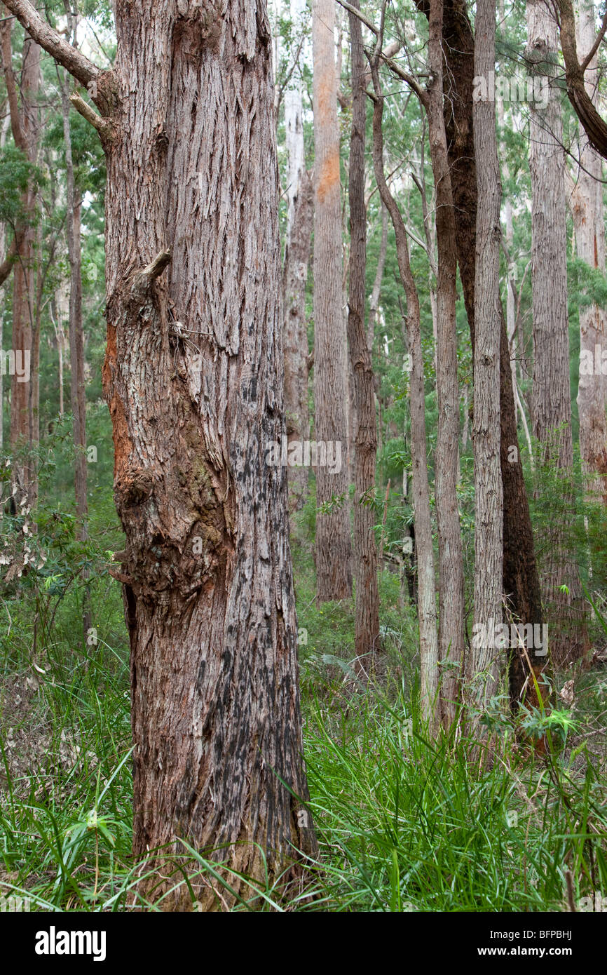 Tingle Tree Forest, Walpole, Australia occidentale Foto Stock