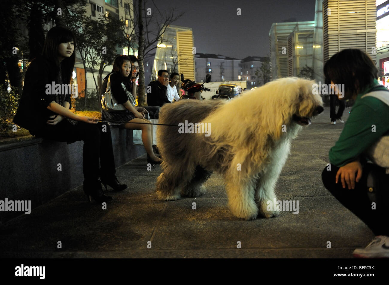 I residenti mostrano i loro cani rari in un lussuoso quartiere residenziale a Shanghai in Cina.16-ott-2009 Foto Stock