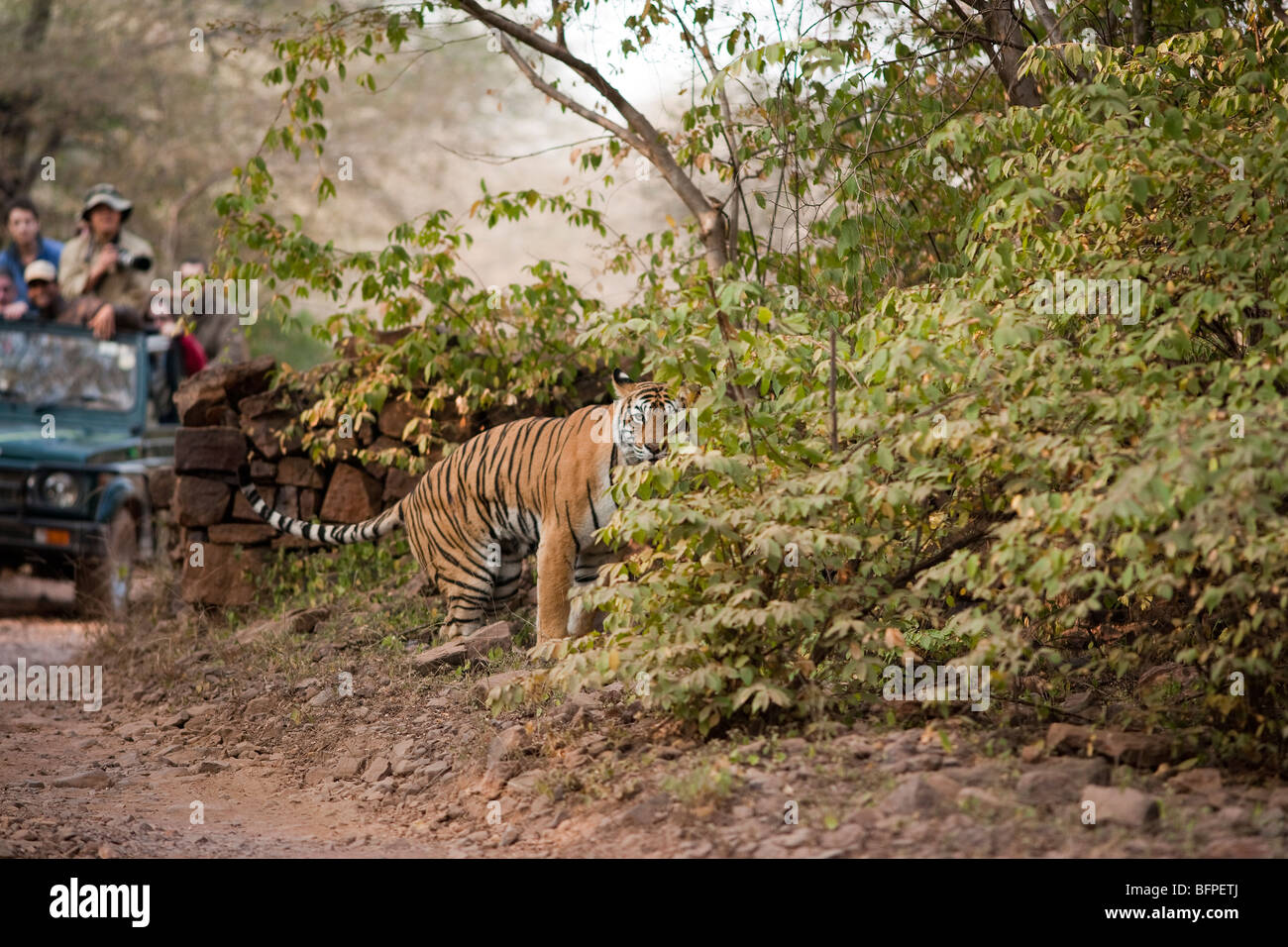 Tigre del Bengala la mattina presto a Ranthambore Riserva della Tigre, Rajasthan in India. ( Panthera Tigris ) Foto Stock