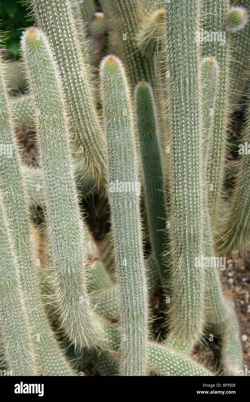 Cleistocactus parviflorus, Cactaceae, Bolivia, Sud America Foto Stock