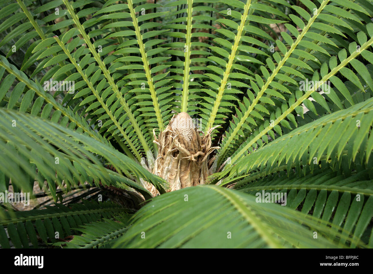 Gomma Palm o gigante Dioon, Dioon spinulosum, Zamiaceae, Messico. Un messicano endemica .Cycad. Foto Stock