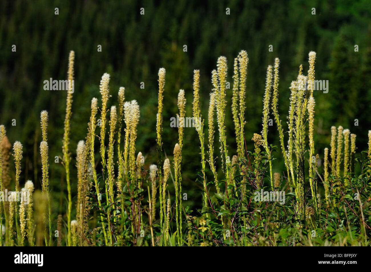 Xerophyllum tenax o recare erba nel Glacier National Park Foto Stock
