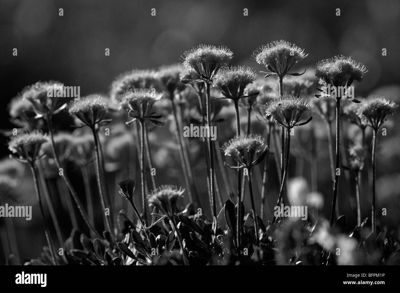 Giallo estate fiori selvatici in Montana Foto Stock