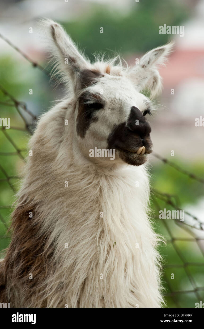 Ritratto di Alpaca (Vicugna pacos) è una specie animali domestiche di South American camelid. Assomiglia ad un piccolo llama. Foto Stock