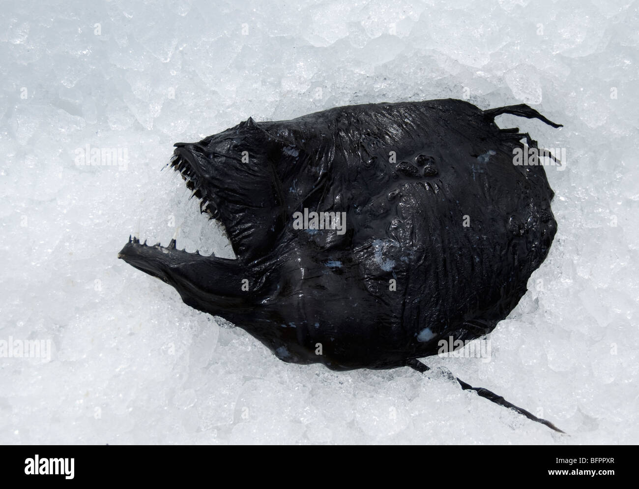 Deep Sea Fish, islandese Seamans giorno di festa nazionale, Islanda Foto Stock