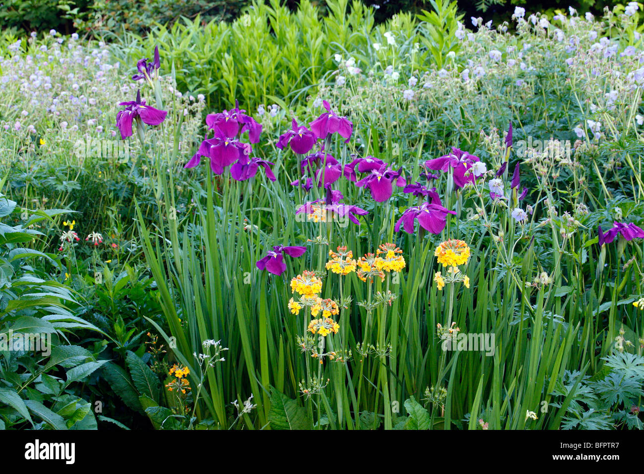 Iris ensata 'Kumo-no-obi' Foto Stock