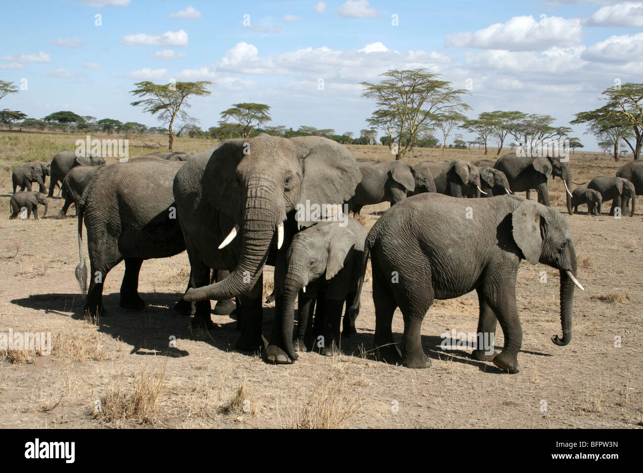 Gruppo di famiglia di elefanti africani Loxodonta africana preso nel Serengeti NP, Tanzania Foto Stock