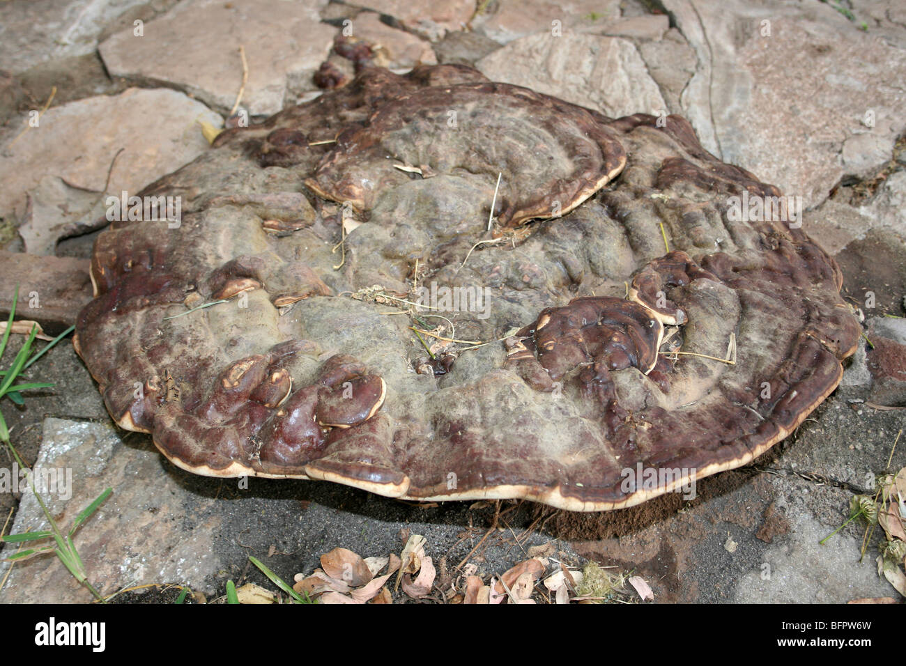 Gigante funghi africani presi nella stessa, Tanzania Foto Stock
