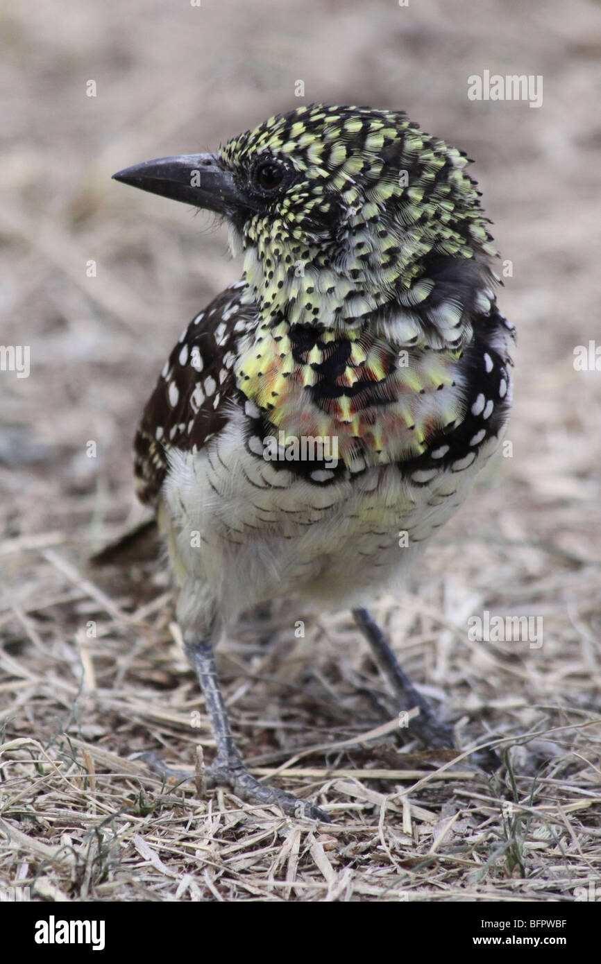 Barbet Usambiro Trachyphonus usambiro presi nel Serengeti NP, Tanzania Foto Stock