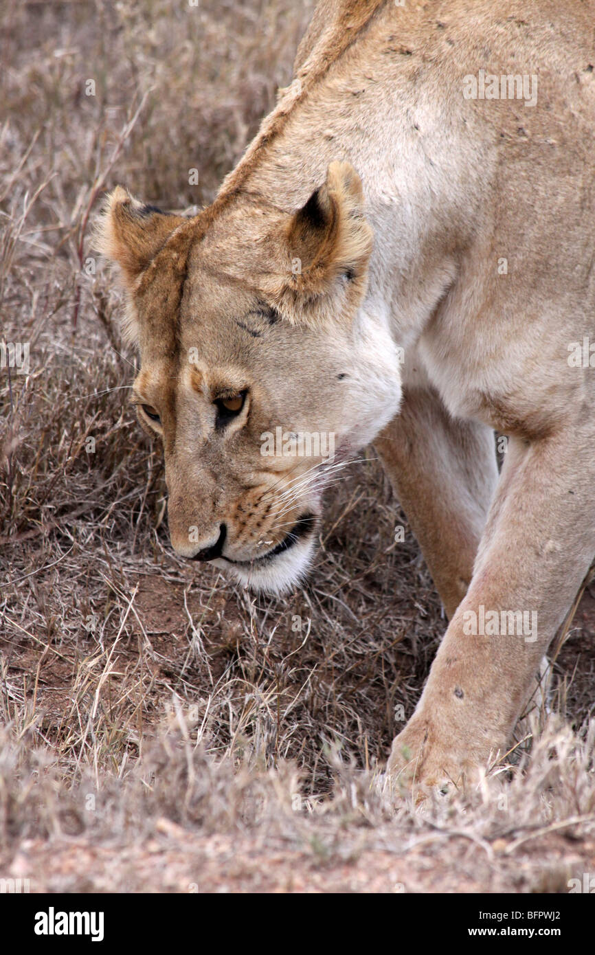 Femmina di leone africano Panthera leo prese a piedi nel Serengeti NP, Tanzania Foto Stock