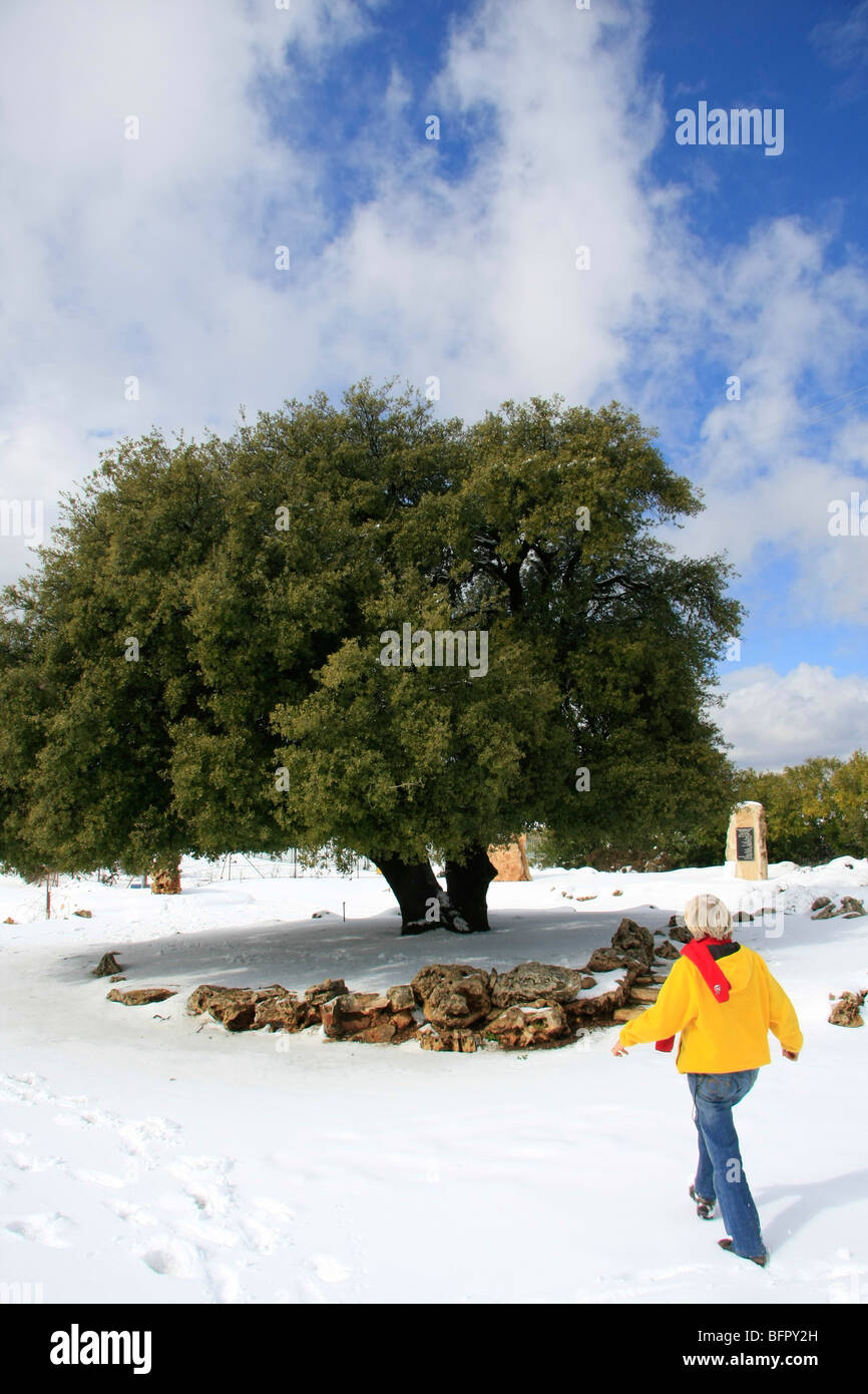 La giudea, Kermes quercia (Quercus Calliprinos) in Gush Etzion Foto Stock