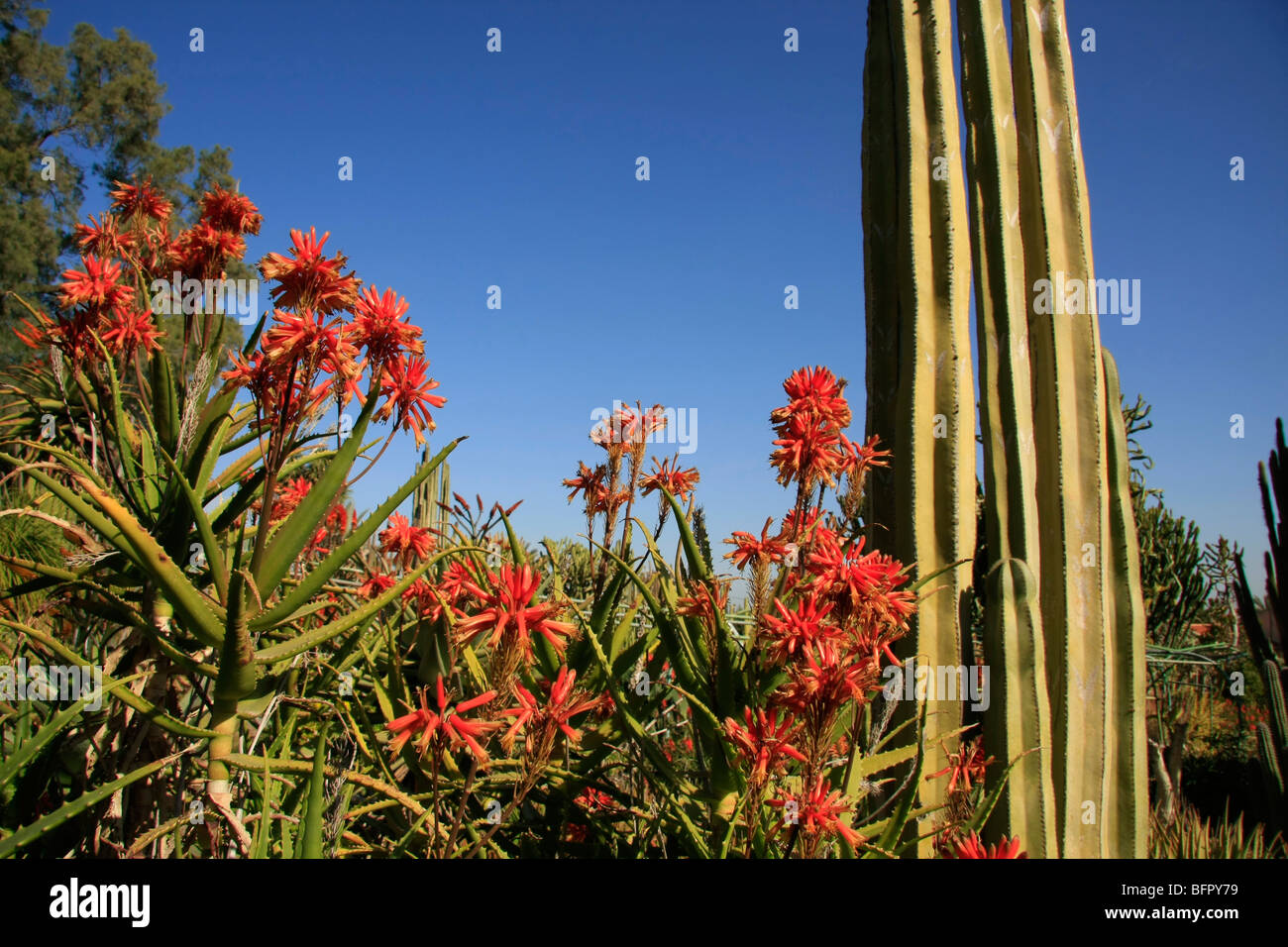 Israele, settentrionale del Negev. Il Giardino dei Cactus in Kibbutz Saad Foto Stock