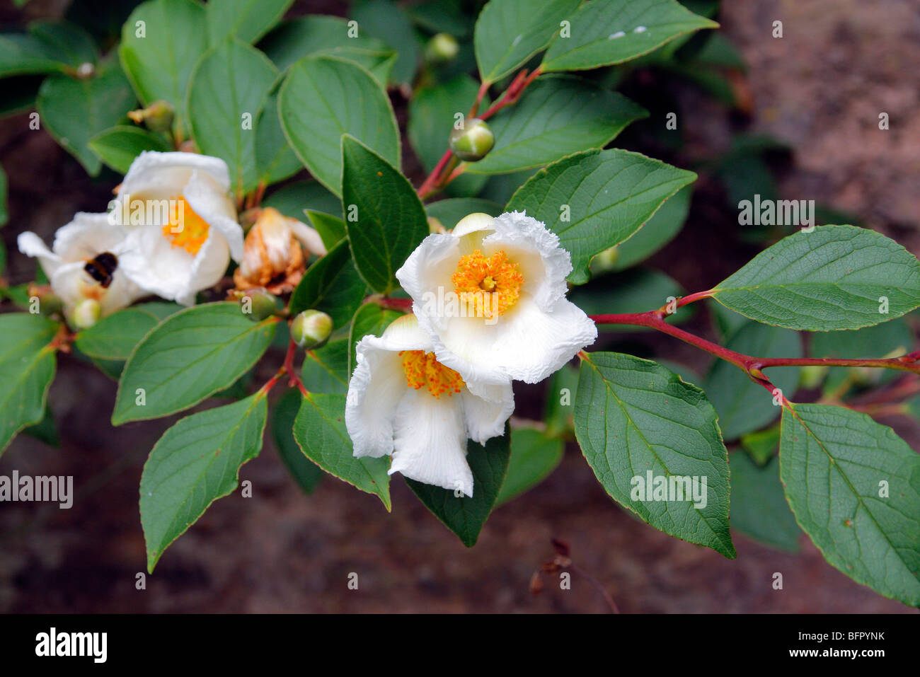 Stewartia pseudocamellia AGM Foto Stock