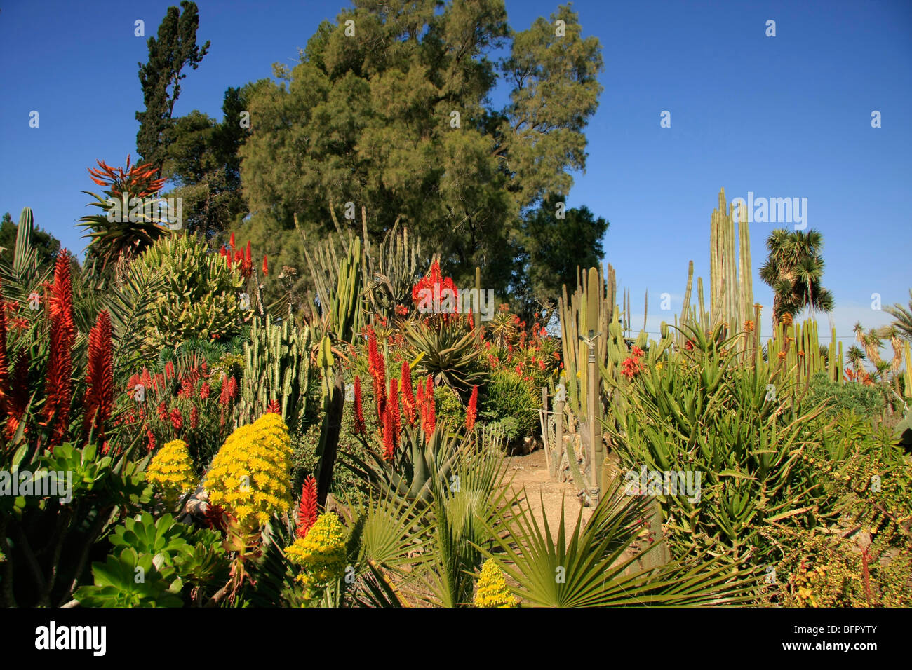 Israele, settentrionale del Negev. Il Giardino dei Cactus in Kibbutz Saad Foto Stock