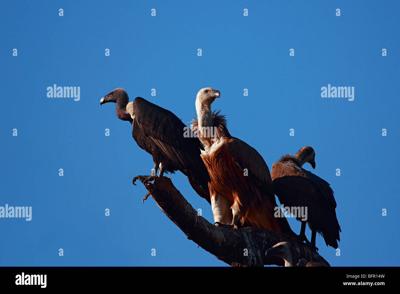 Gli avvoltoi, Gyps indicus, è un vecchio mondo vulture nella famiglia Accipitridae. Foto Stock