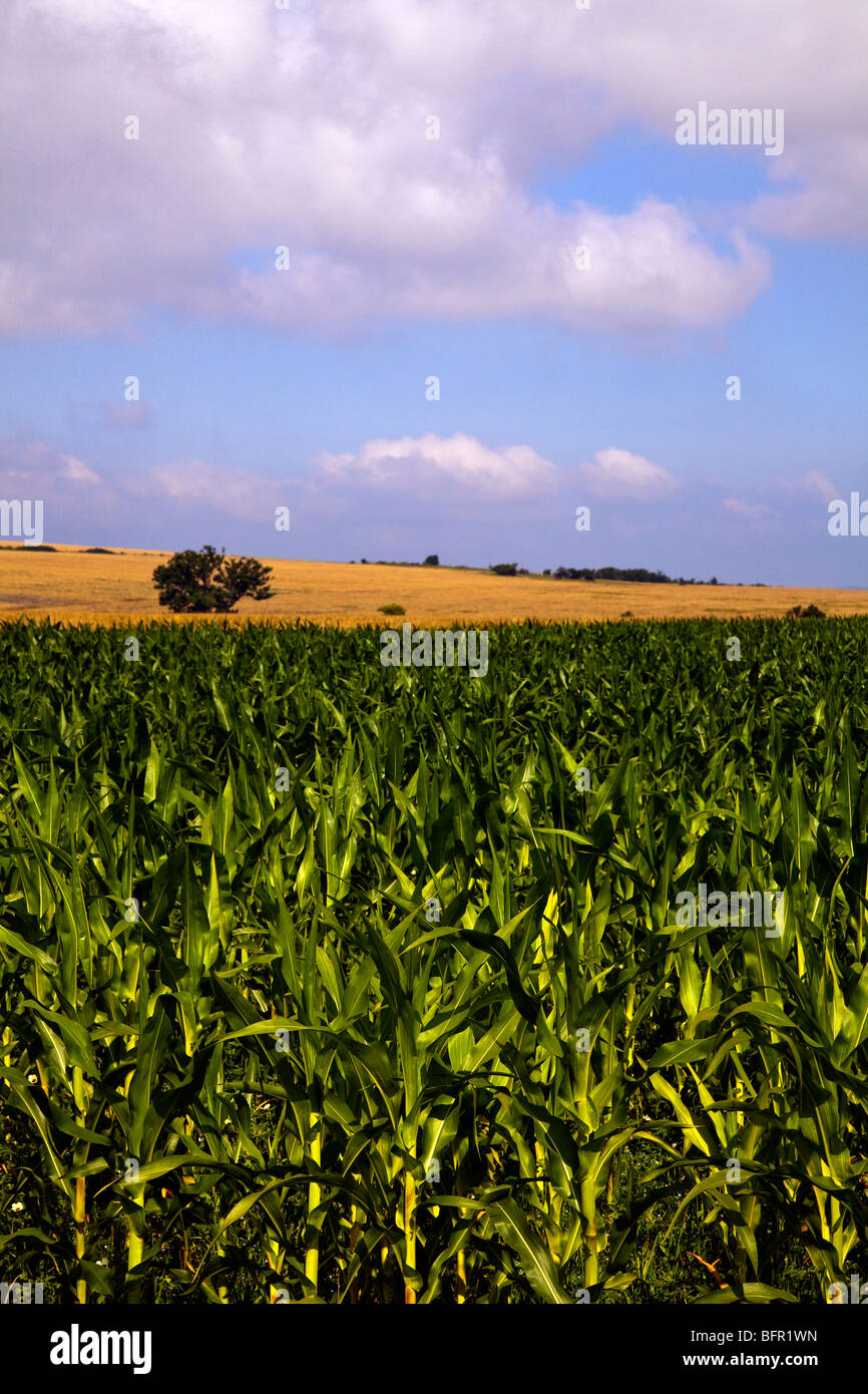 Il raccolto di mais che cresce in un campo in Bulgaria Foto Stock