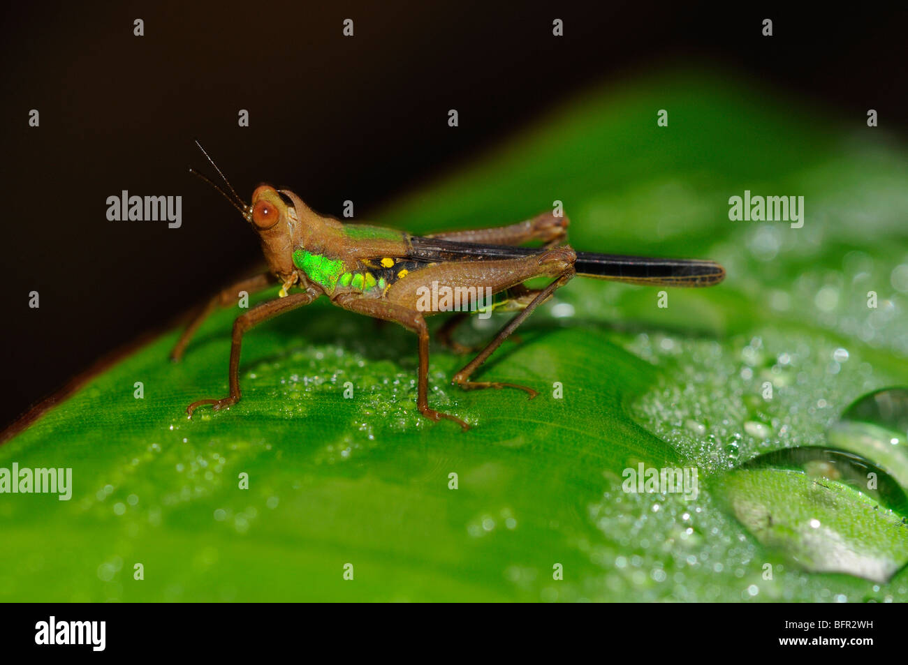 Aeroplano Grasshopper (Eumasticid specie) in appoggio sulla lamina, Pantanal, Brasile. Foto Stock