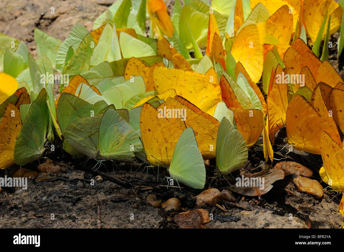 Farfalle di zolfo (Pieridae/Colianidae) alimentazione di massa di sabbia sul terreno sui minerali, Alta Floresta, Brasile. Foto Stock
