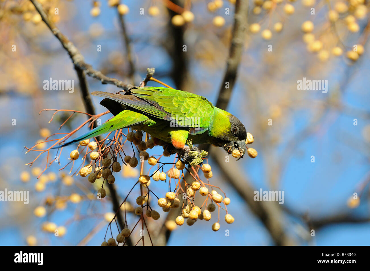 Nanday o nero-incappucciati parrocchetto (Nandayus nenday) nella struttura ad albero di mangiare semi, Buenos Aires, Argentina. Foto Stock