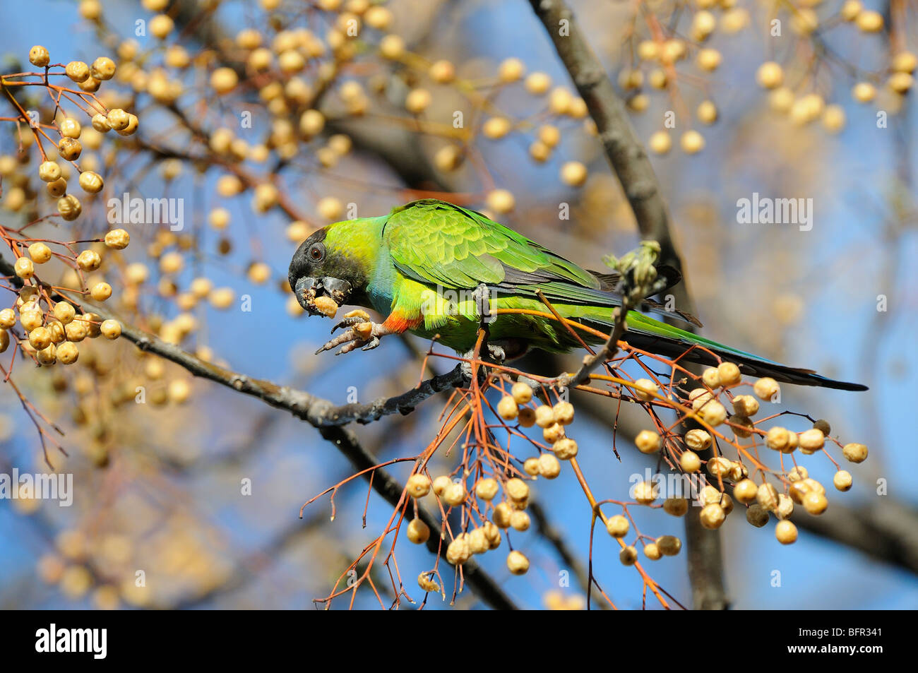 Nanday o nero-incappucciati parrocchetto (Nandayus nenday) mangiare seme, Buenos Aires, Argentina. Foto Stock