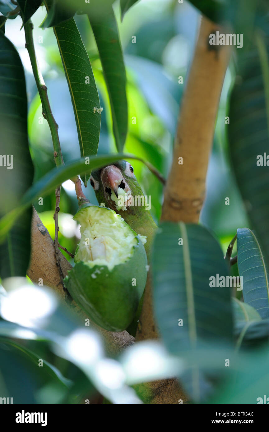 Canarie-winged parrocchetto (Brotogeris versicolorus) alimentazione sul mango fruit, Pantanal, Brasile Foto Stock