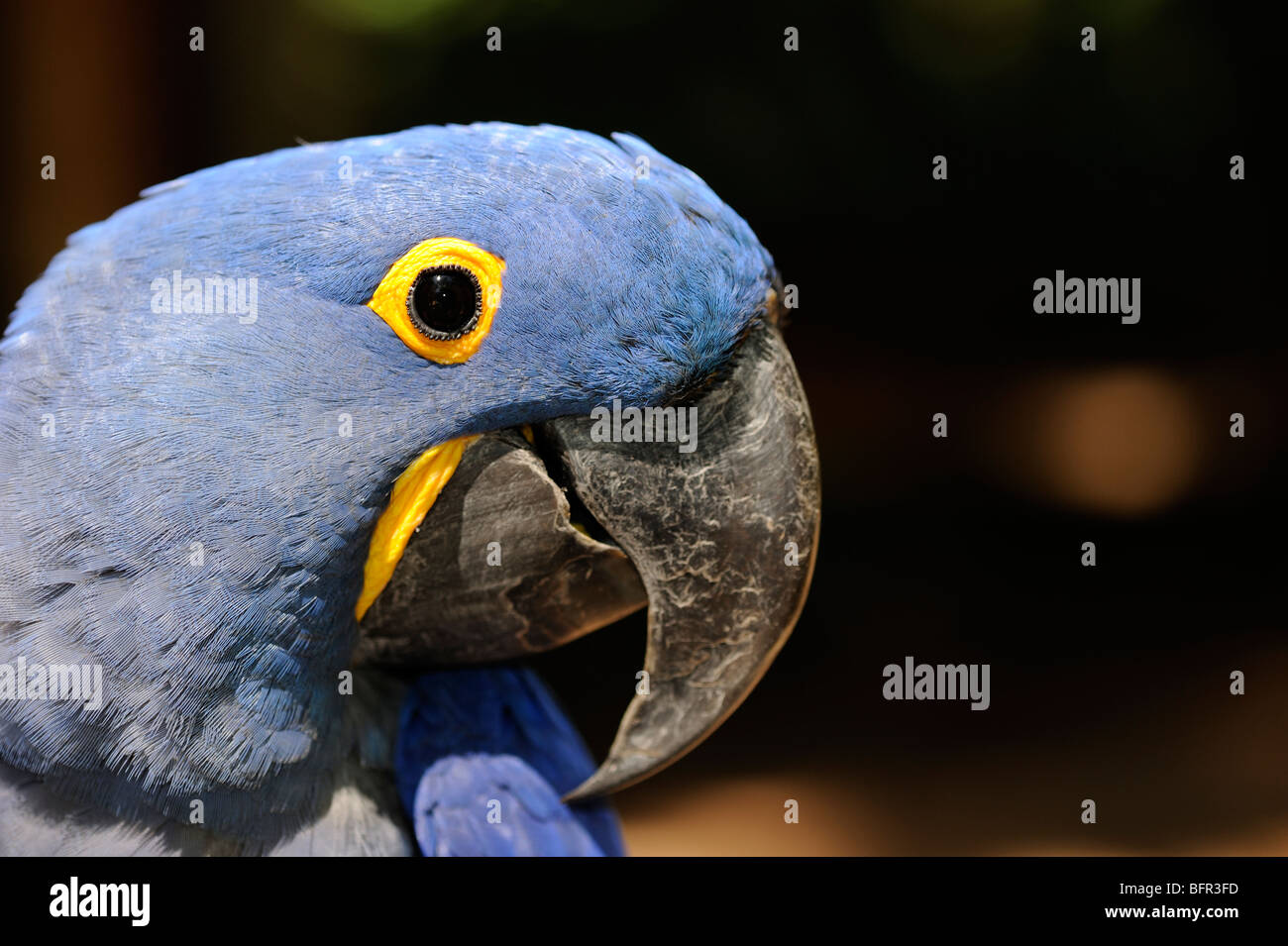 Ara Giacinto (Anodorhynchus hyacinthus) ritratto, Pantanal, Brasile. Foto Stock