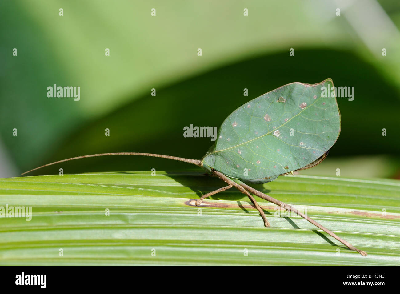 Foglie di insetto (specie sconosciute), poggiante su foglia, Alta Floresta, Brasile Foto Stock