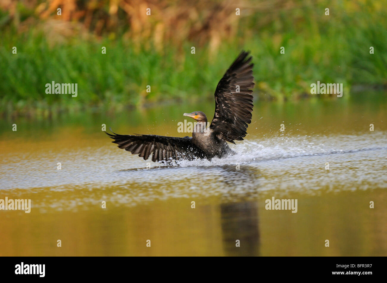 Neotropical cormorano (Phalacrocorax brasilianus) non-allevamento adulto, atterraggio su acqua, Pantanal, Brasile Foto Stock