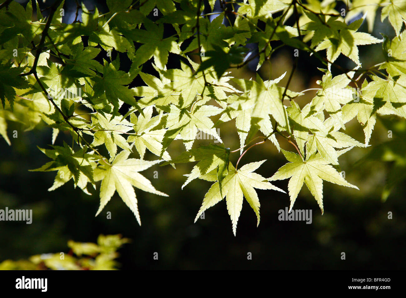 Giapponese di foglie di acero in Bellevue Giardino Botanico Foto Stock