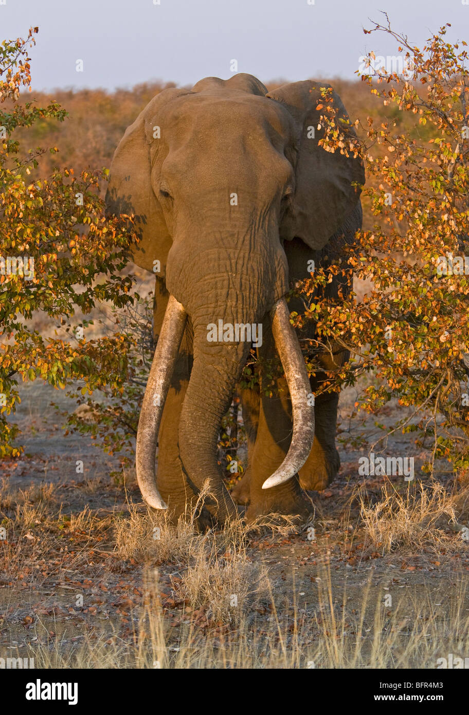 Vista frontale di un grande elefante africano tusker Foto Stock