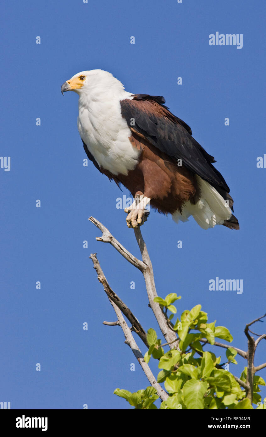 Pesce africano aquila appollaiato su un ramo punta contro un cielo blu Foto Stock