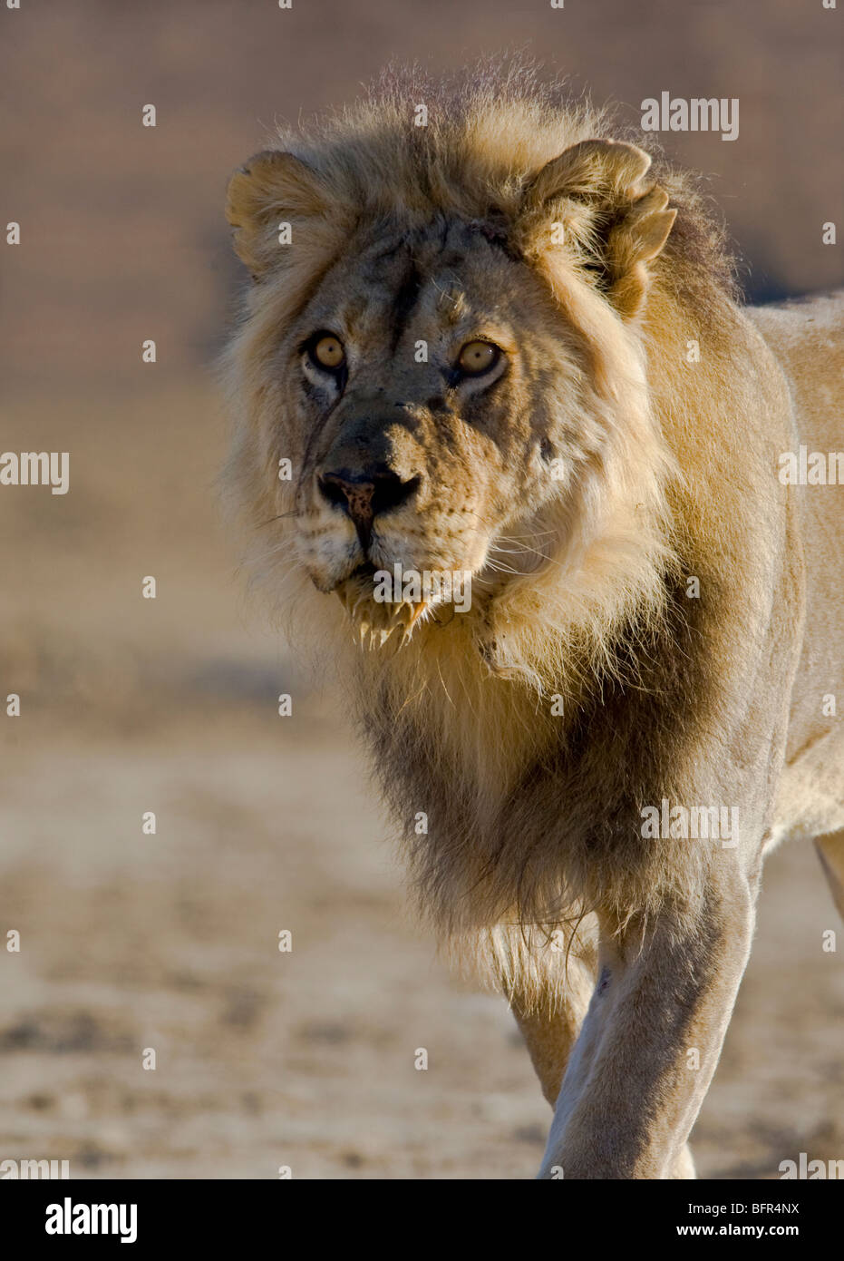 Ritratto di un vecchio leone con un orecchio strappato Foto Stock