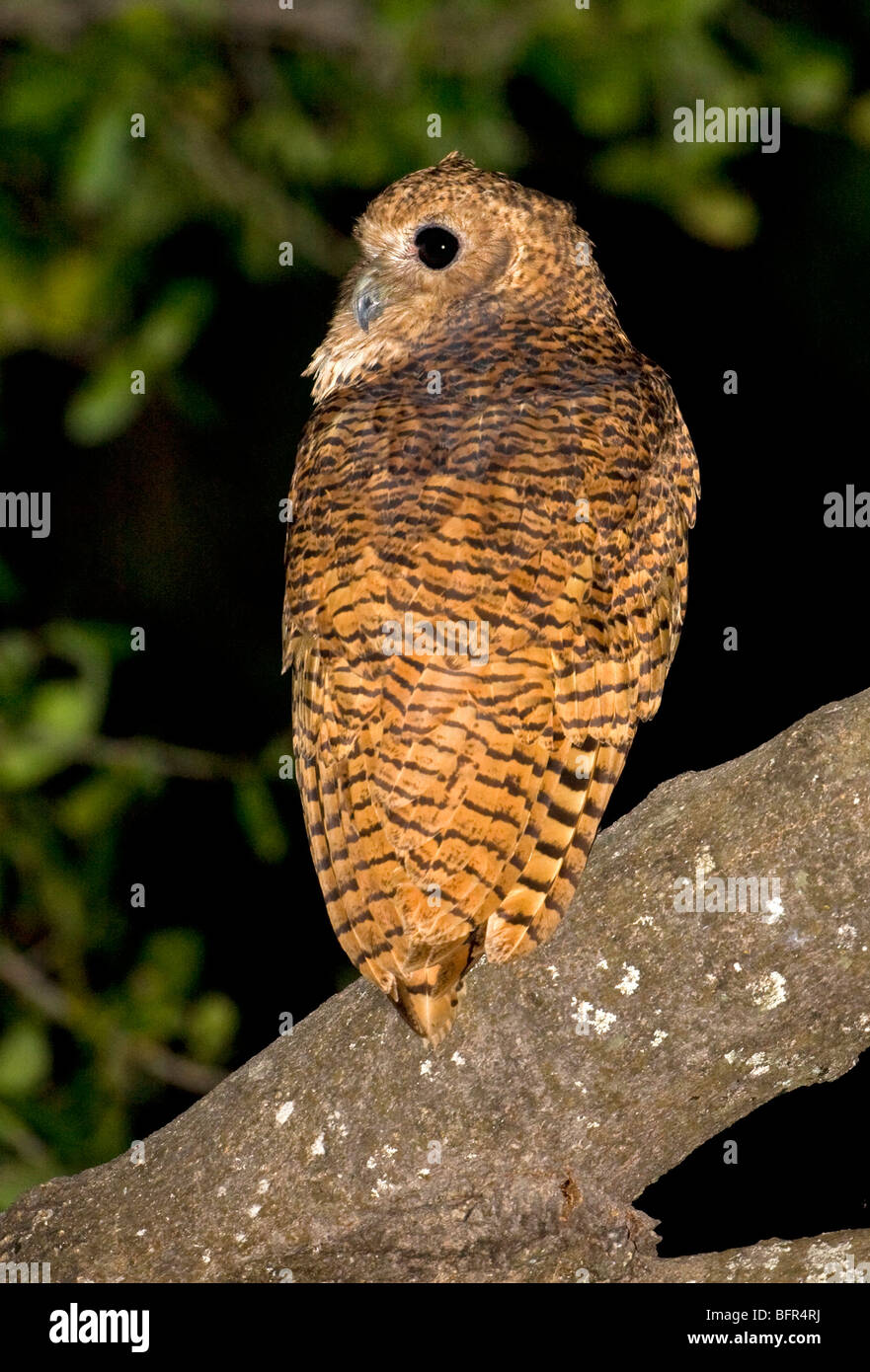 Pel's Fishing Owl Foto Stock