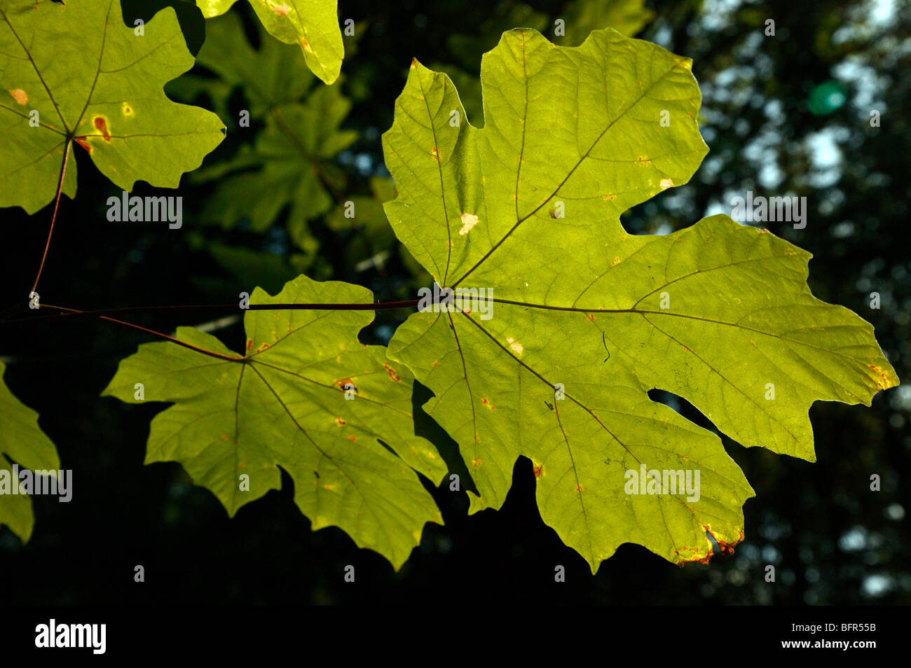 Retroilluminato con foglie di acero Bigleaf a Bellevue Giardino Botanico, Bellevue, Washington Foto Stock