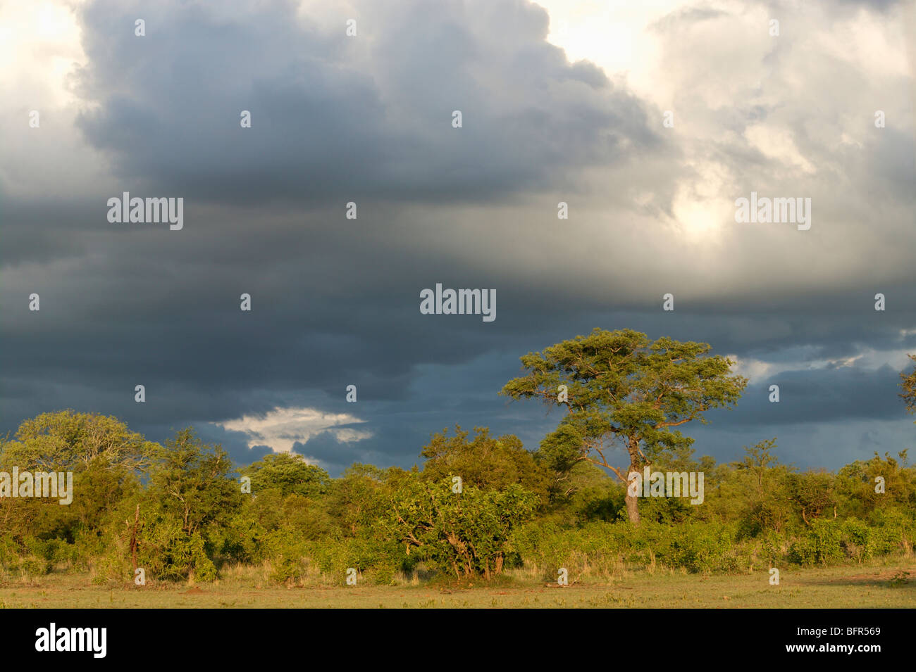 Lowveld bushveld vegetazione contro un buio cielo tempestoso Foto Stock